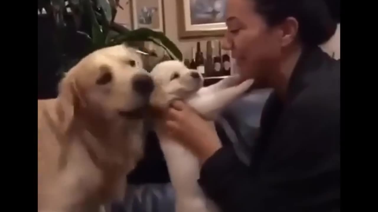 Cute Puppies 🐶 doing Funniest