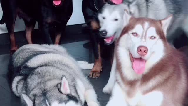 Squad of Dog.