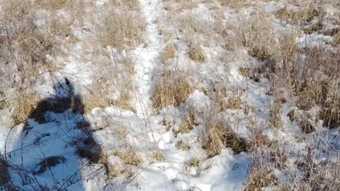 Animal tracks path in the snow