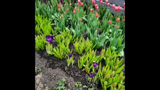 Greenhouse - Centennial Park