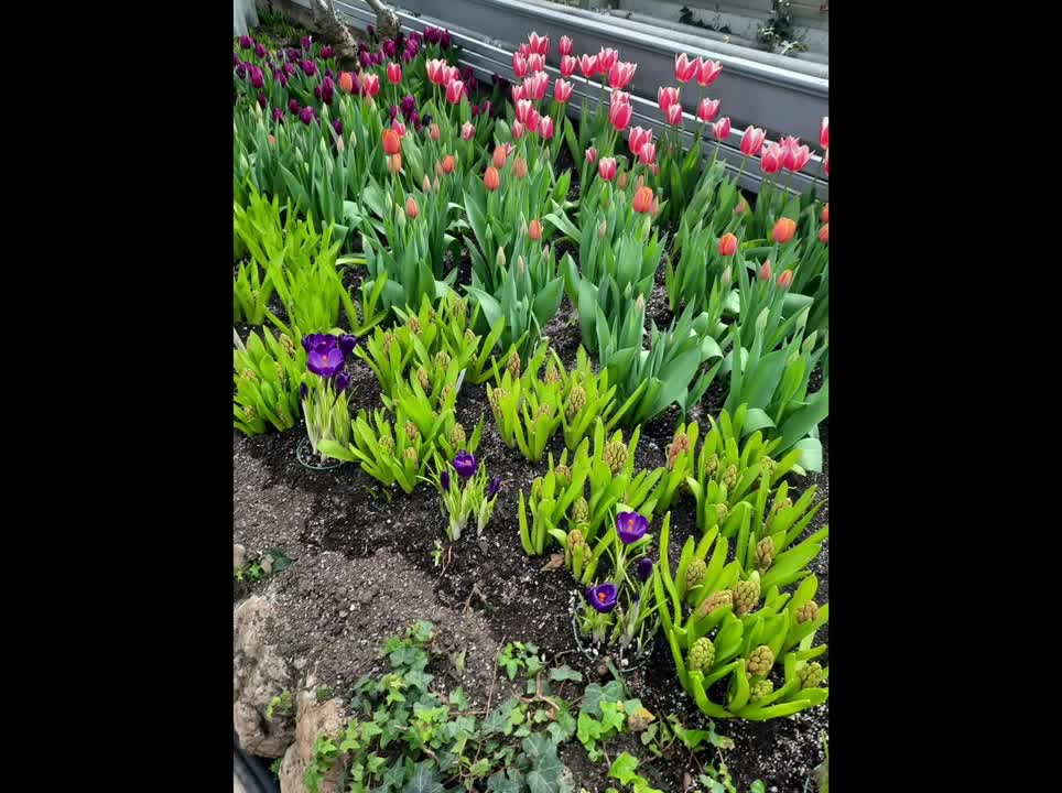 Greenhouse - Centennial Park