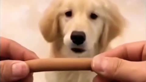 Dog want full