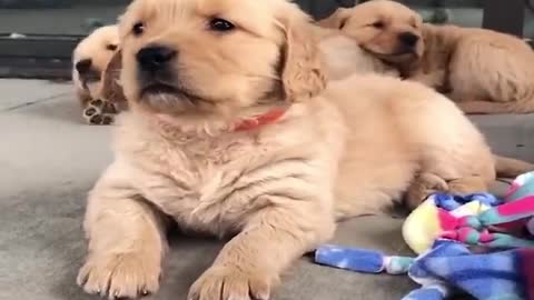 These puppies looks so cute!