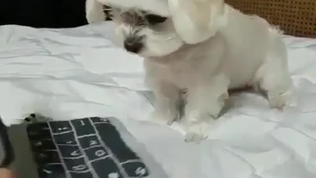 Teach your dog how to use a computer