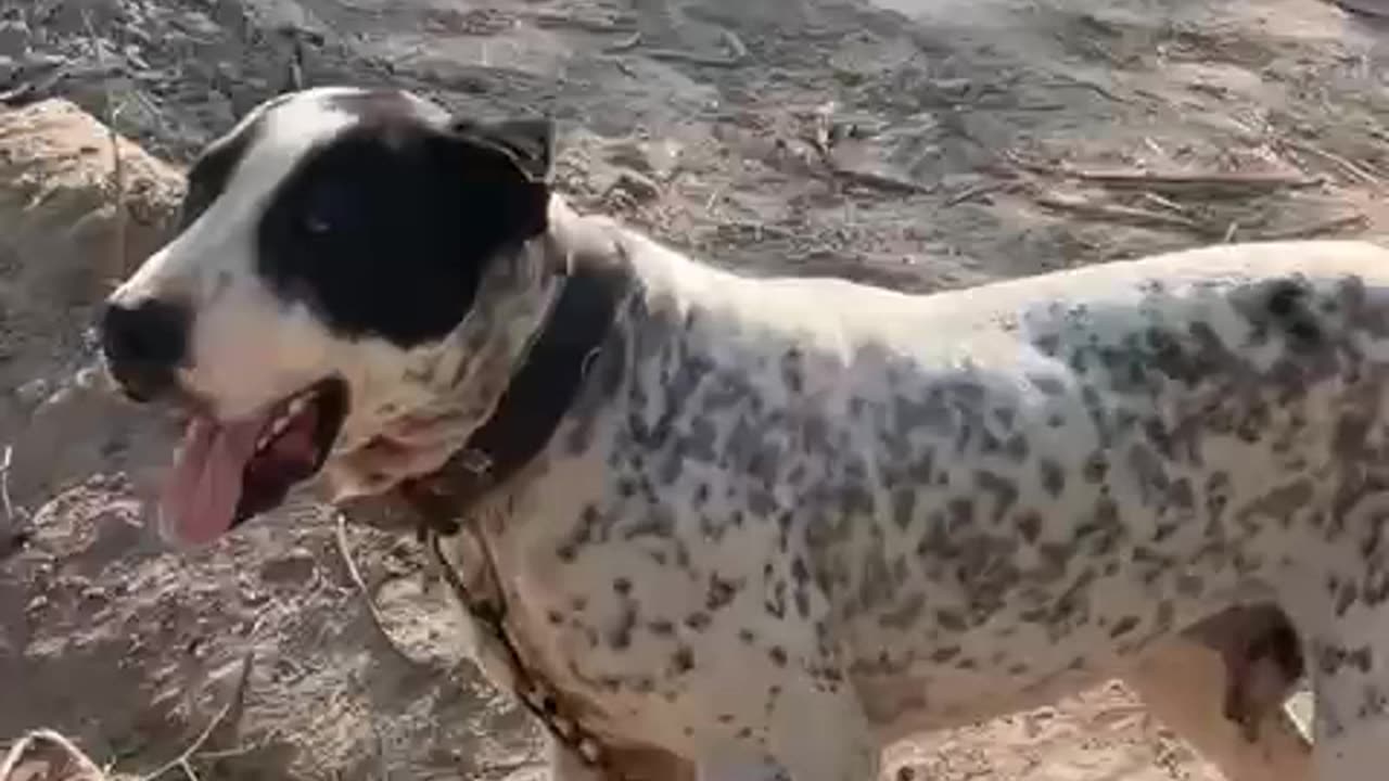 Aggressive Dog 🐕 Video