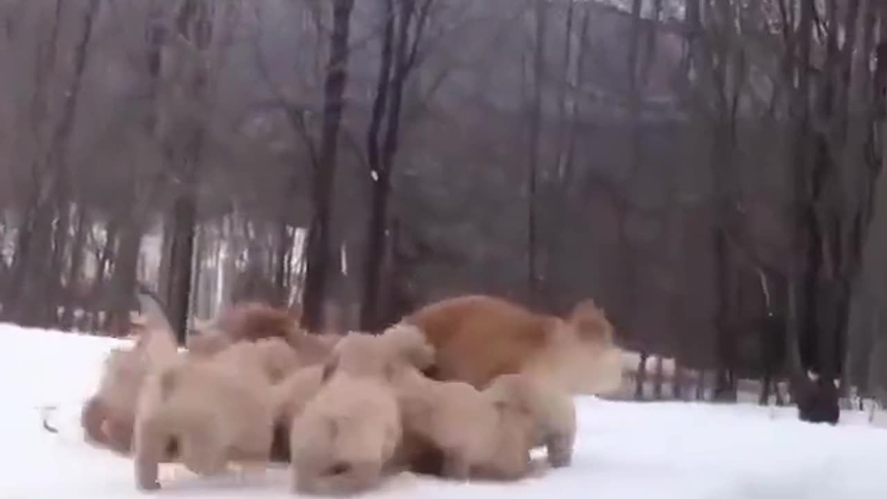 Mama playing with her puppies is the cutest thing I've seen today ❤️😍