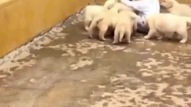 A LITTLE BOY PLAYING WITH DOG