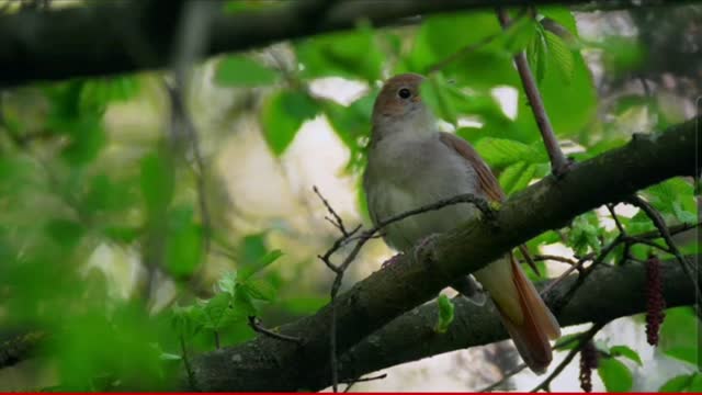 Meditation & Birds.