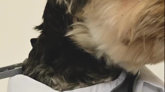 cute dog