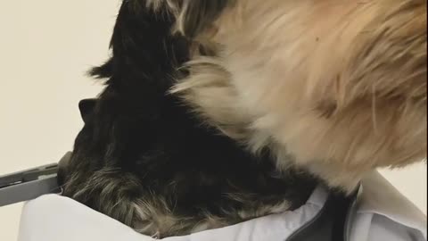 cute dog