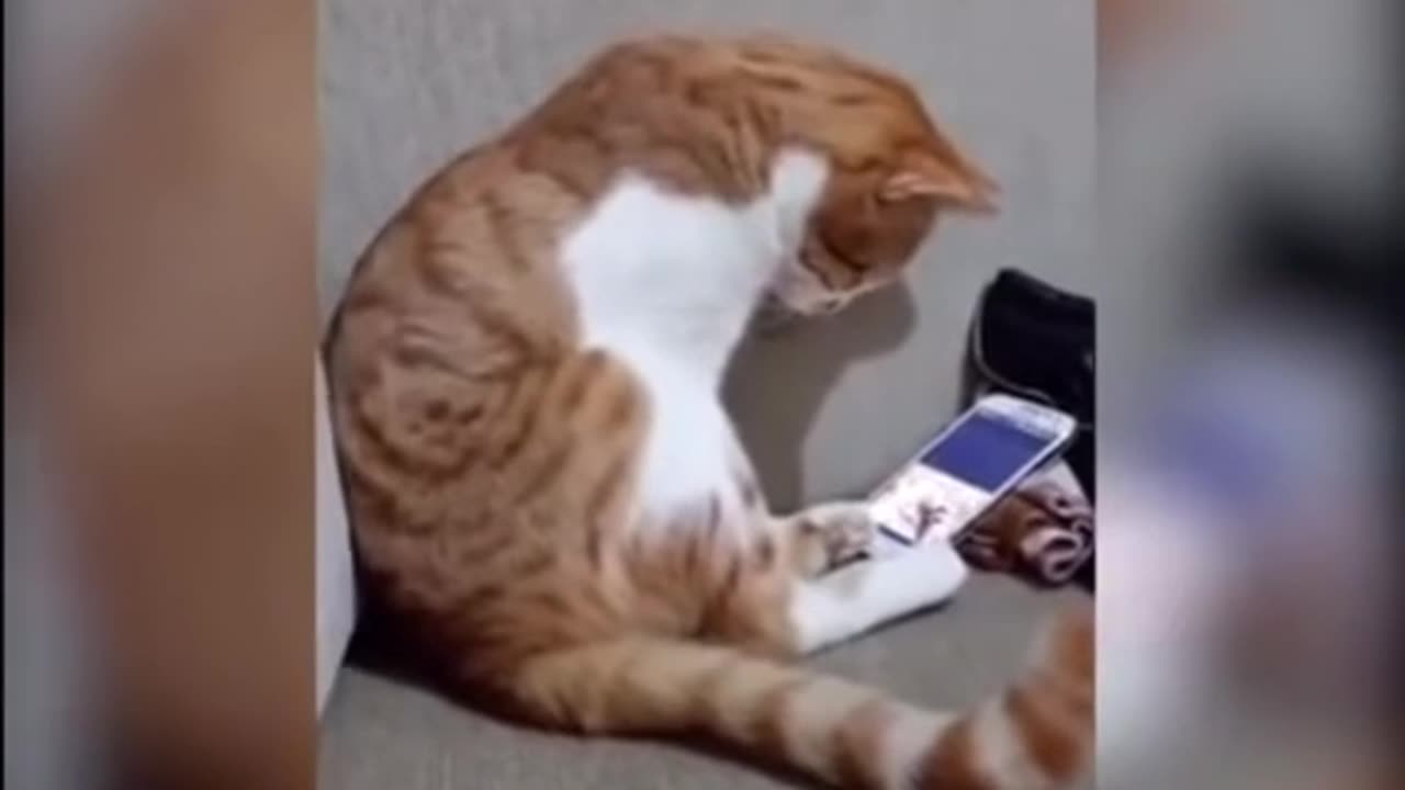 Animals video .. cat video