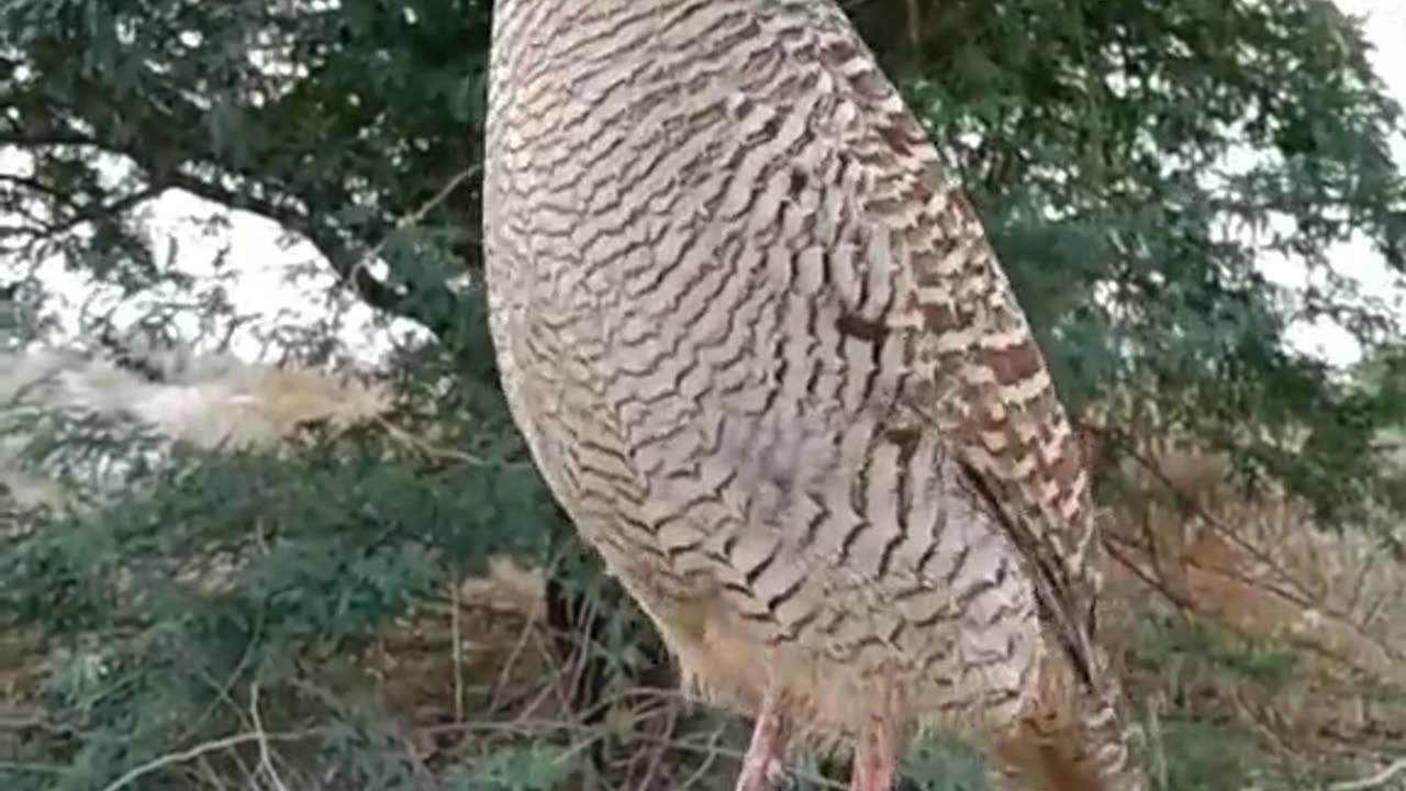 Teetar voice beautiful birds voice