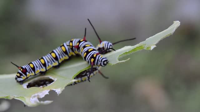 green caterpillar