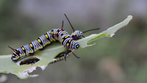 green caterpillar