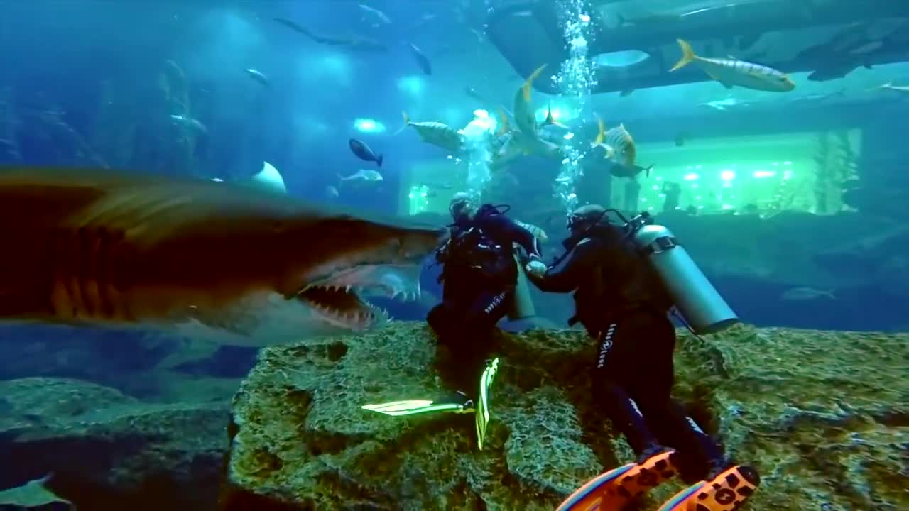 Scuba Instructor Reacts to SeaMonster Shark - Dubai Aquarium and Underwater Zoo