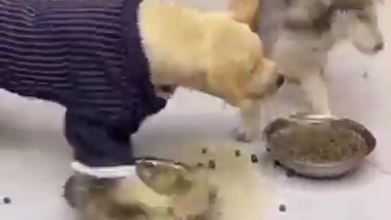 Dogs video