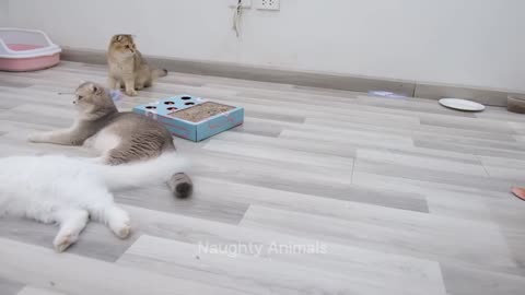 Funny video Animal 😁🤣😁😁😁