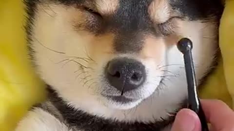 hioh maintenance animal beauty tutorial