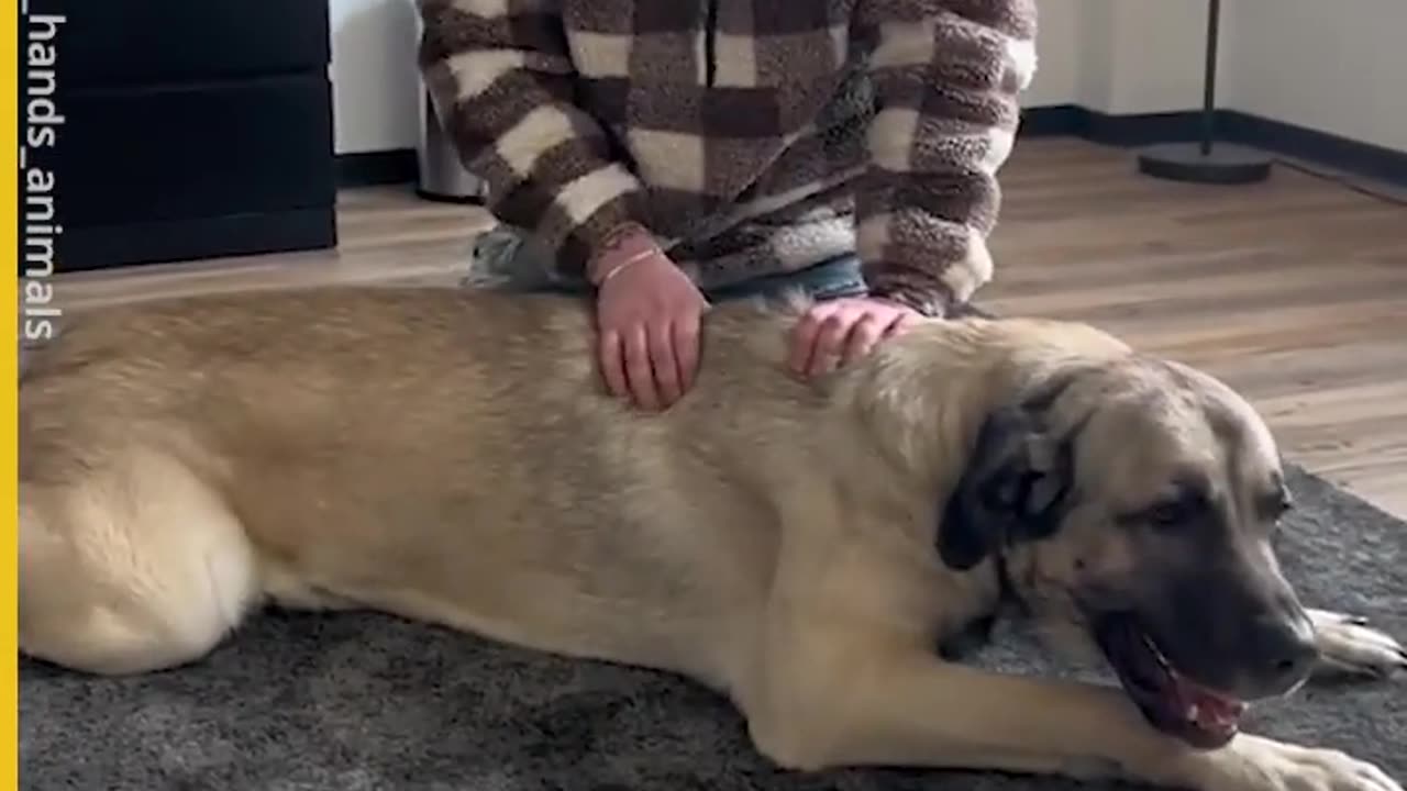 Animals love this man #TheNewsOfWorld