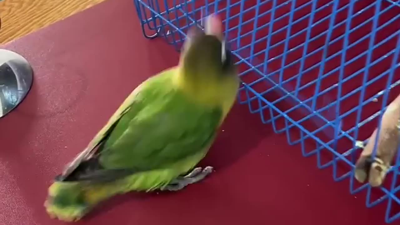 Smart and 🦜 parrot 🦜 cuet birt