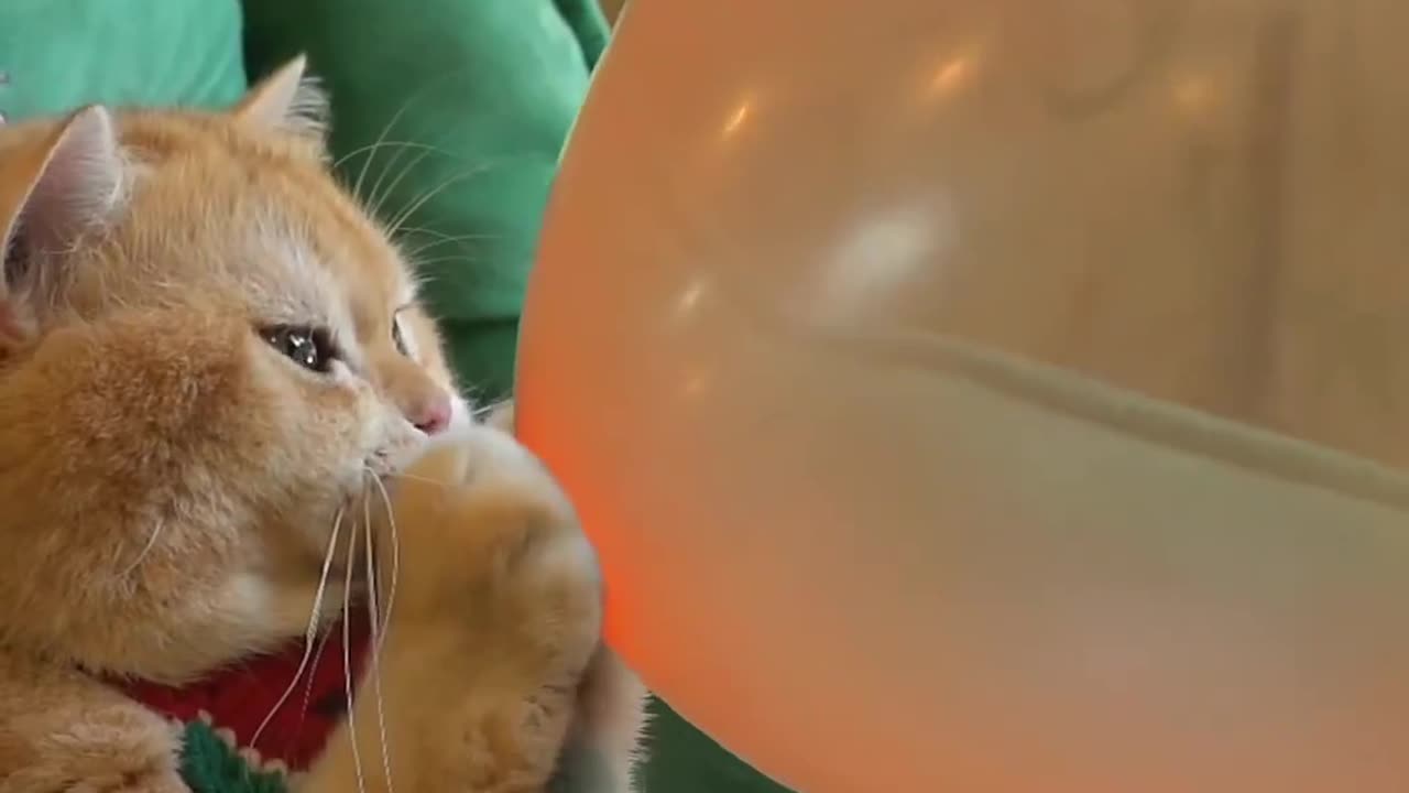 Cat with balloon🎈