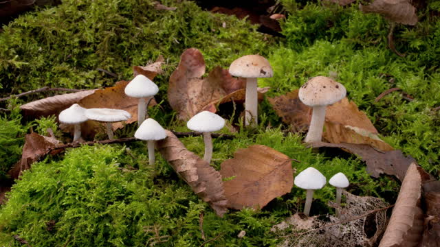 High definition live video of mushroom mushroom rapid growth