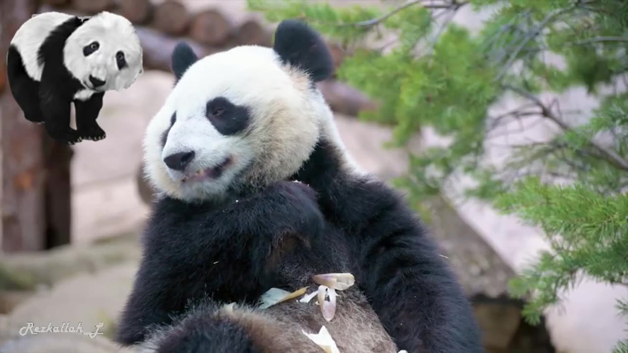 Watch the panda up close