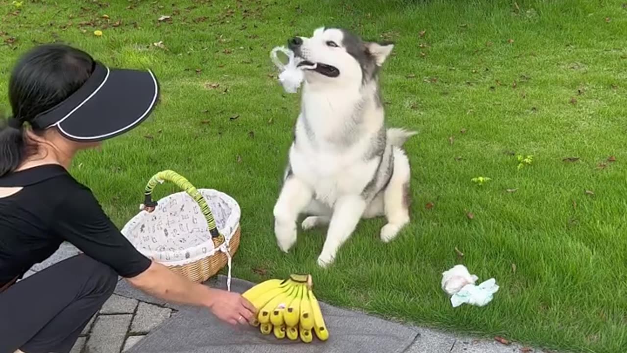 Very proudful dog.😲😲