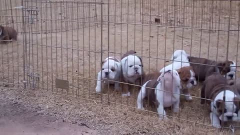 Dog pile! English Bulldog puppies sleeping.