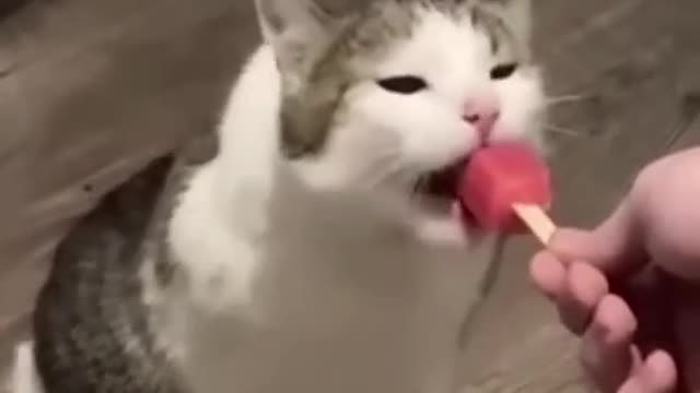 Funny Animals