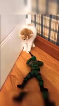 Aww cat is afraid of prank