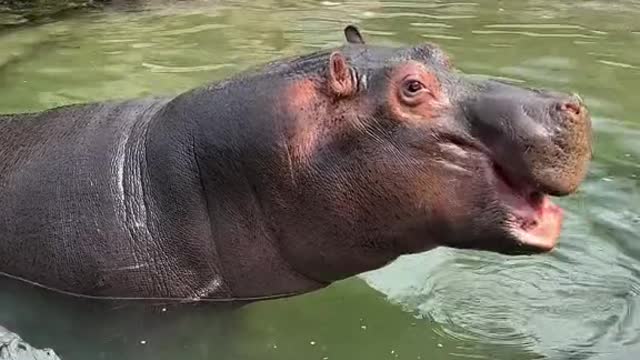 Hippos