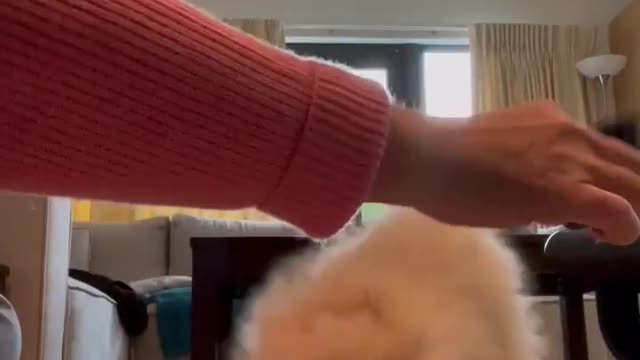 Pomeranian puppies|| funny vedio || shorts || short vedio