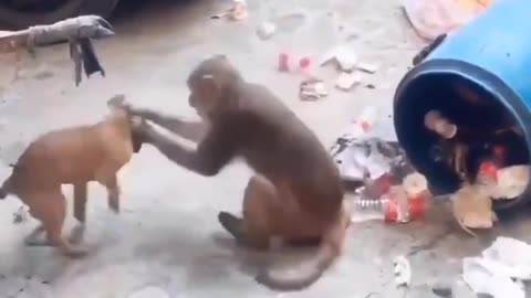 amazing adventures of monkey funny video 😅😅