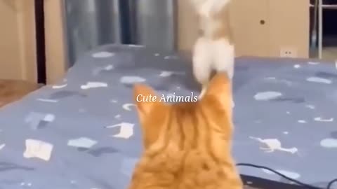 Funny cat & dog