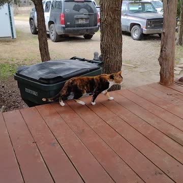 Wild calico cat appeared on my porch today