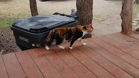 Wild calico cat appeared on my porch today