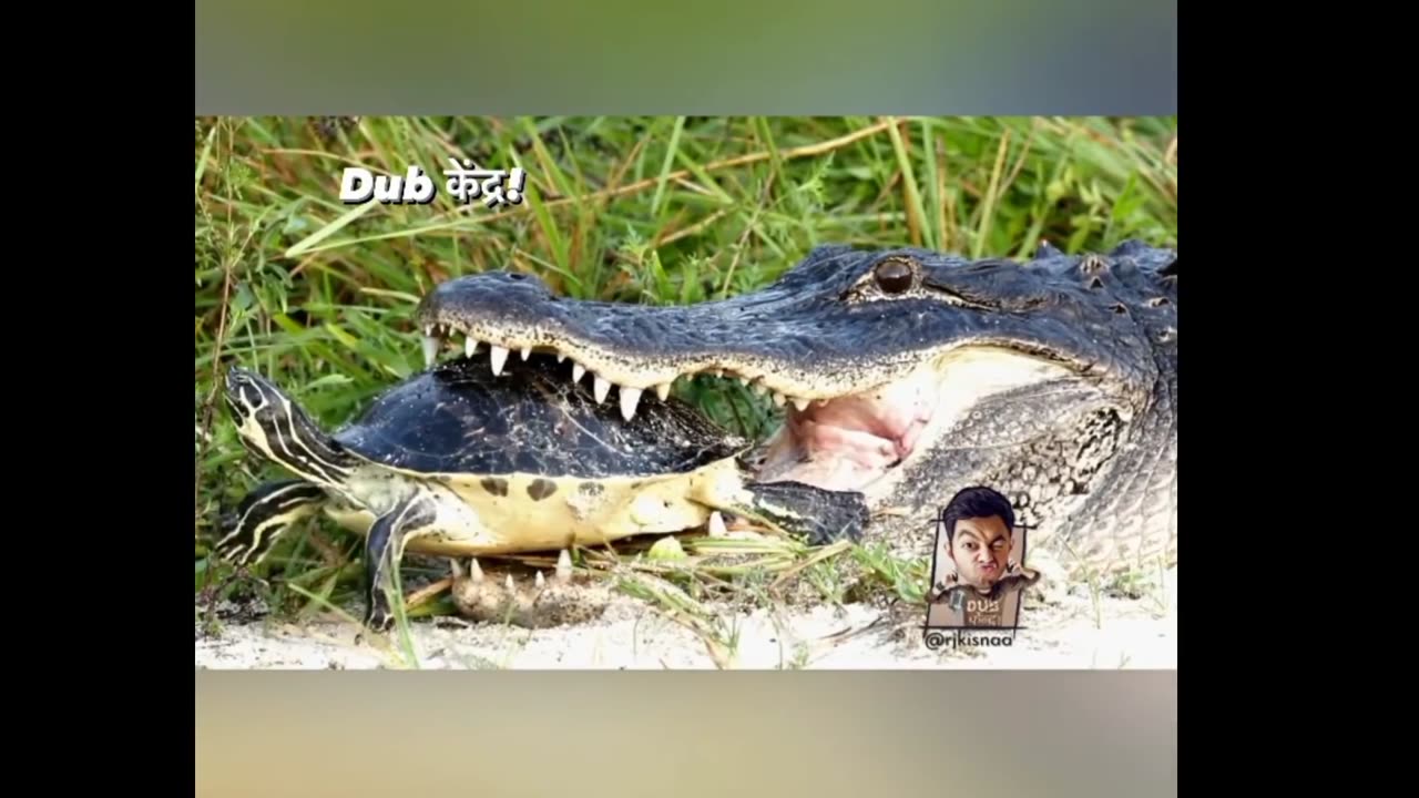 lolodile 🐊 funny dub video 😂 | lolodile sewa | crocodile funny video | rj kisna dub kendra