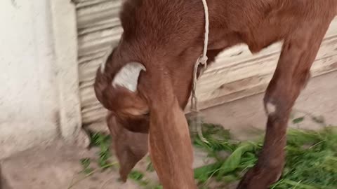 How to lovely goat eat the grass ? 😍