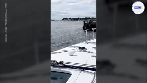 Ocean makes a perfect pool for black bear