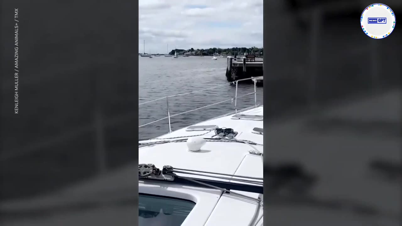 Ocean makes a perfect pool for black bear