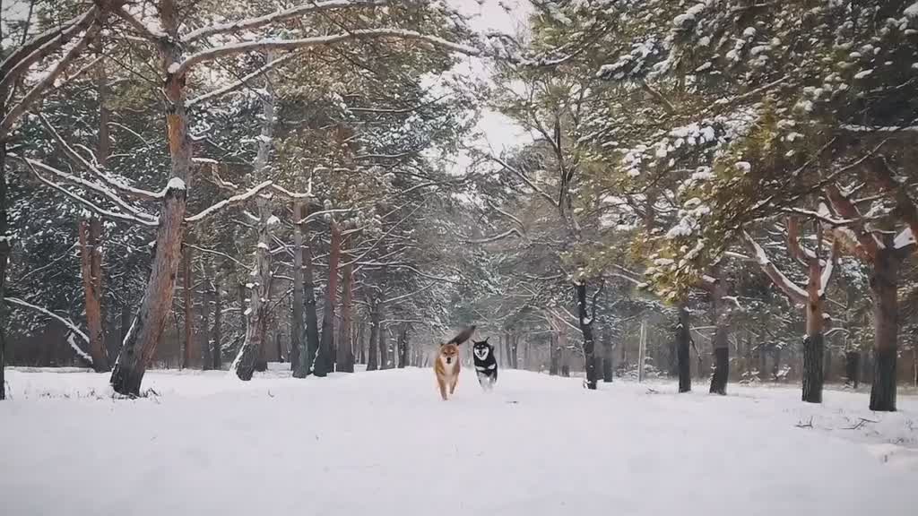 Adorable Shiba Inu