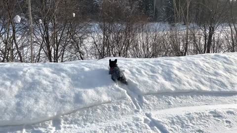 The French Bulldog and the magic wand | Dog playing in the snow