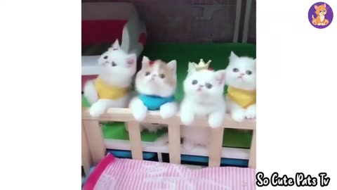 Baby Cat #176 Cute and Funny Cat Videos Compilation