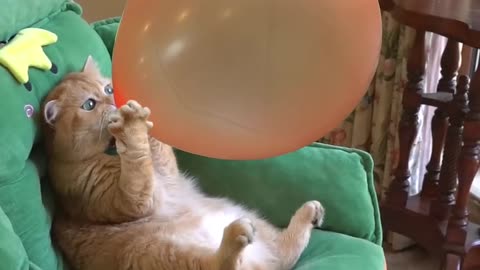 Cat's Balloon burst 😂