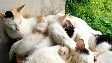 Cat with family