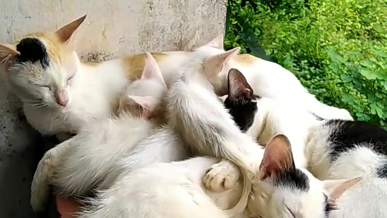 Cat with family