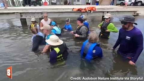 Breitbart News - Dolphin Mother and Calf TRAPPED IN POND Rescued by Wildlife Experts