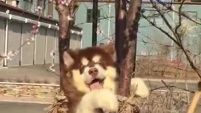 AMAZING ! Smart Dogs Wait For Their Names To Be Called Funny Pets Compilation (8)