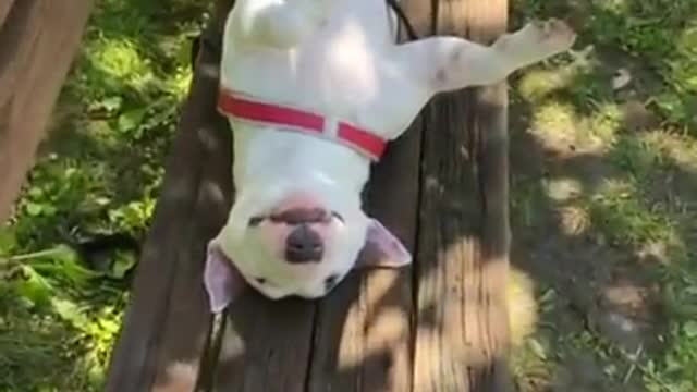 sleeping dog